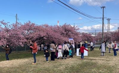 Making the parking lot available for Kawazu cherry blossom viewing