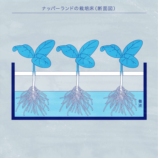ナッパーランドの栽培床(断面図)