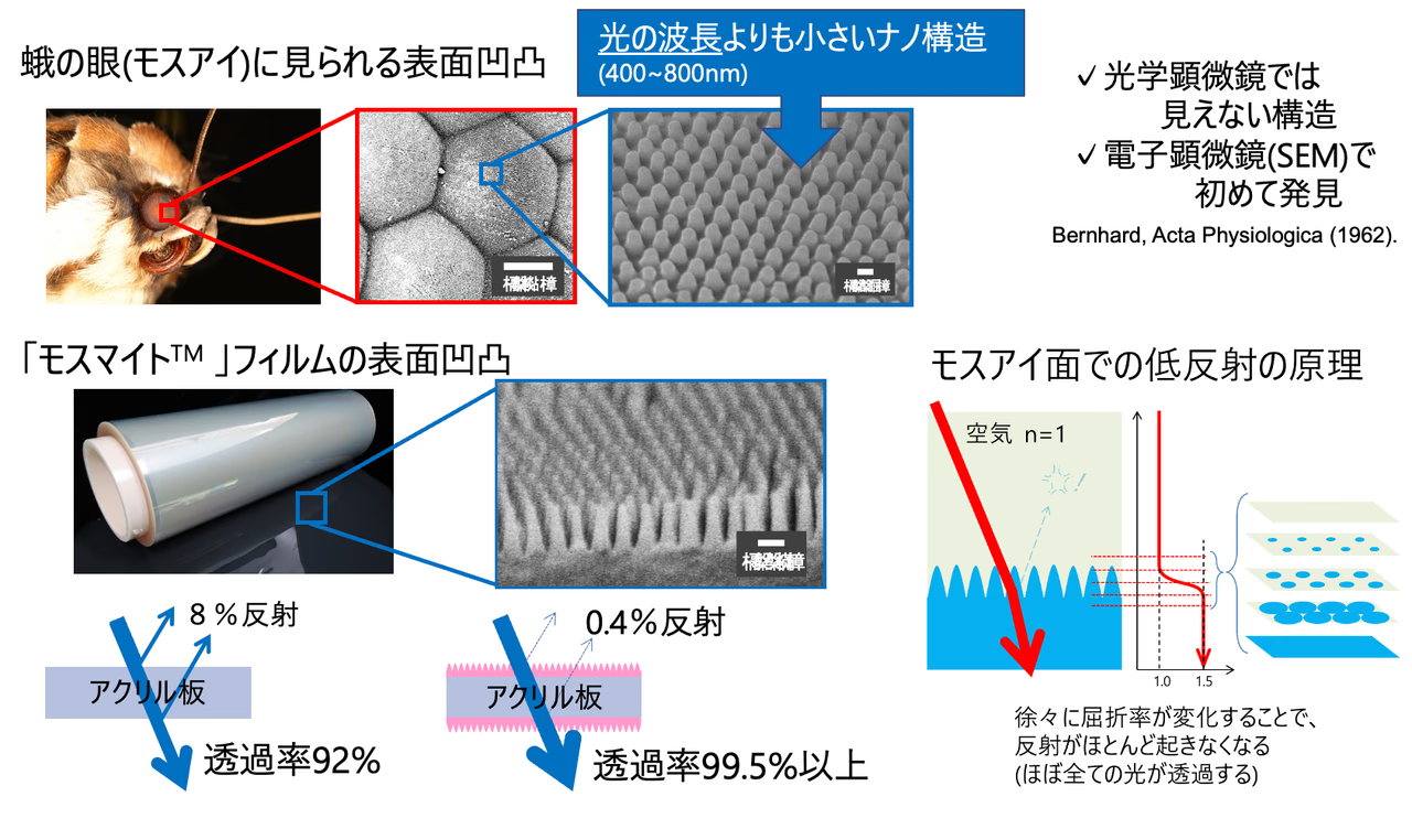 蛾の眼（モスアイ）に見られる表面凸凹