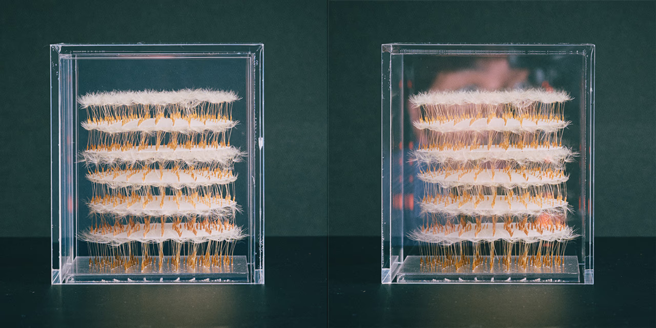 These are acrylic cases containing 